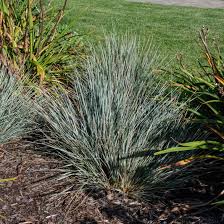 Attēlu rezultāti vaicājumam “Helictotrichon pubescens”