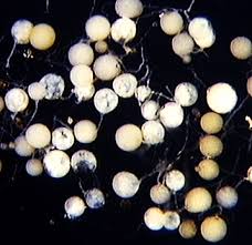 Attēlu rezultāti vaicājumam “Amaurochaete fusiformis spores”