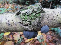 Attēlu rezultāti vaicājumam “Daldinia concentrica”