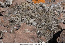 Attēlu rezultāti vaicājumam “Larus argentatus eggs”