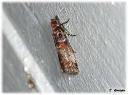 Attēlu rezultāti vaicājumam “Acrobasis advenella”