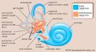 TMJ, TMD, Headaches, and Migraines - Dentist Dr. Prabu Raman ...