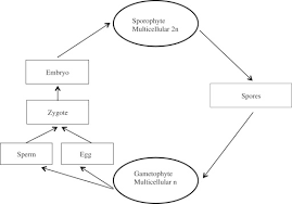 Attēlu rezultāti vaicājumam “Jamesoniella autumnalis sporophyte”