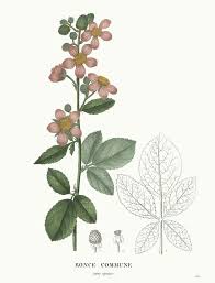 Attēlu rezultāti vaicājumam “Rubus plicatus flower”