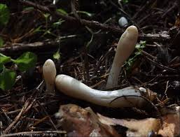 Attēlu rezultāti vaicājumam “Podostroma leucopus”