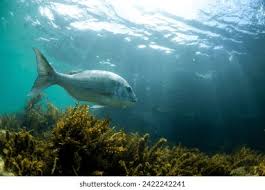 Image result for Pagrus auratus