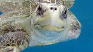 Image result for Lepidochelys olivacea