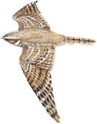 Image result for Caprimulgus aegyptius