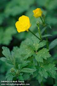 Attēlu rezultāti vaicājumam “Ranunculus repens leaf”