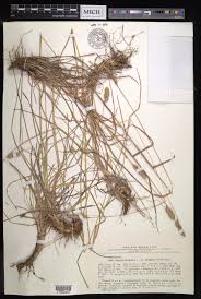 Attēlu rezultāti vaicājumam “Dactylis glomerata subsp. glomerata”