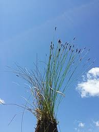 Attēlu rezultāti vaicājumam “Schoenus ferrugineus”
