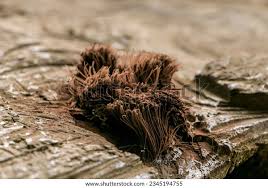 Attēlu rezultāti vaicājumam “Stemonitis axifera var. smithii stalked”