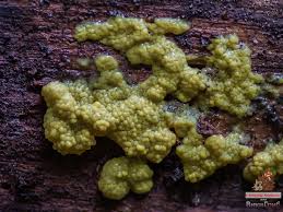 Attēlu rezultāti vaicājumam “Ceratiomyxa porioides plasmodium”