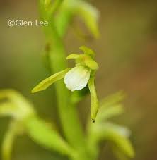 Attēlu rezultāti vaicājumam “Corallorhiza trifida flower”
