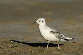 Image result for Chroicocephalus philadelphia