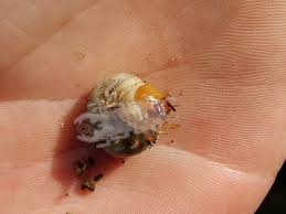 Attēlu rezultāti vaicājumam “Dorcus parallelopipedus”