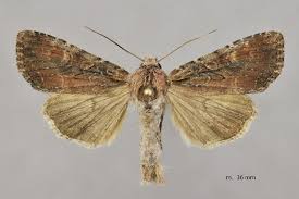 Attēlu rezultāti vaicājumam “Lacanobia suasa”