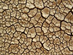 Attēlu rezultāti vaicājumam “Xylobolus frustulatus”