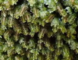 Attēlu rezultāti vaicājumam “Diplophyllum albicans”