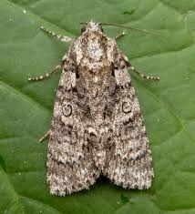 Attēlu rezultāti vaicājumam “Acronicta rumicis imago”