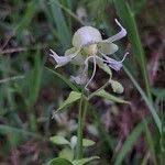 Attēlu rezultāti vaicājumam “Silene baccifera flower”