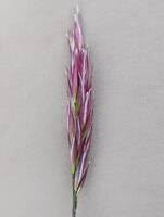 Attēlu rezultāti vaicājumam “Danthonia decumbens bud”