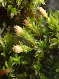 Attēlu rezultāti vaicājumam “Orthotrichum cupulatum var. riparium sporophyte”