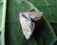 Attēlu rezultāti vaicājumam “Cataclysta lemnata”