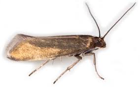 Attēlu rezultāti vaicājumam “Glyphipterigidae”