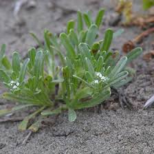 Attēlu rezultāti vaicājumam “Boraginaceae”