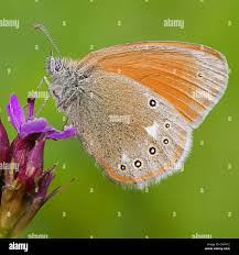 Attēlu rezultāti vaicājumam “Coenonympha tullia”