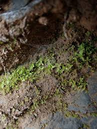 Attēlu rezultāti vaicājumam “Tortula lingulata”