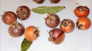 Attēlu rezultāti vaicājumam “Mespilus germanica fruit”