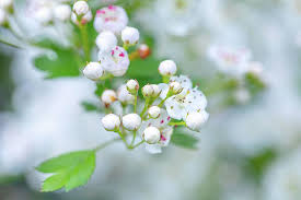 Attēlu rezultāti vaicājumam “Crataegus laevigata bud”
