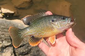 Image result for Lepomis cyanellus