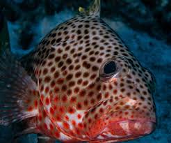 Image result for Epinephelus guttatus