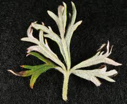 Attēlu rezultāti vaicājumam “Potentilla argentea leaf”