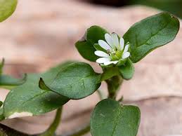 Attēlu rezultāti vaicājumam “Stellaria longifolia flower”