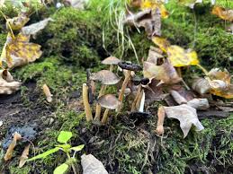 Attēlu rezultāti vaicājumam “Coprinus atramentarius”