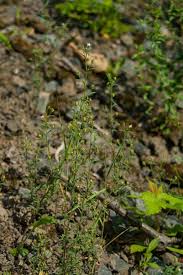 Attēlu rezultāti vaicājumam “Microrrhinum minus”