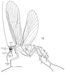 Attēlu rezultāti vaicājumam “Trichoptera”