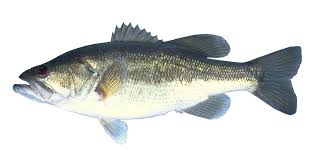 Image result for Micropterus salmoides
