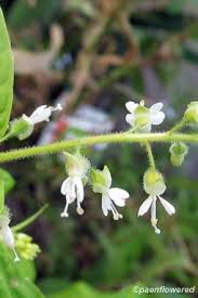 Attēlu rezultāti vaicājumam “Circaea lutetiana leaf”