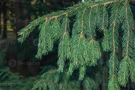 Attēlu rezultāti vaicājumam “Picea abies fo. virgata fruit”