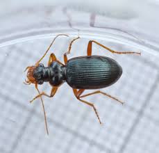 Attēlu rezultāti vaicājumam “Leistus terminatus”