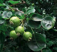 Attēlu rezultāti vaicājumam “Pyrus pyraster fruit”