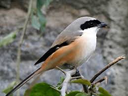 Attēlu rezultāti vaicājumam “Laniidae”