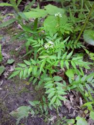 Attēlu rezultāti vaicājumam “Cardamine impatiens”