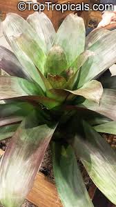 Attēlu rezultāti vaicājumam “Arcyria imperialis stalked”