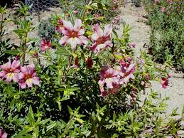 Image result for Mimulus x hybrida